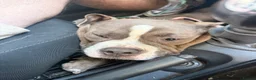 American Bully dogs for sale: Lila lu in Oldham - Advert 12