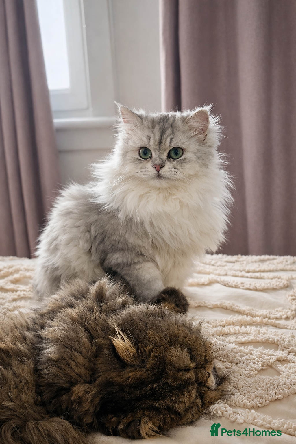 Mixed Breed cats Beautiful Persian x Ragdoll Kittens - Advert 1