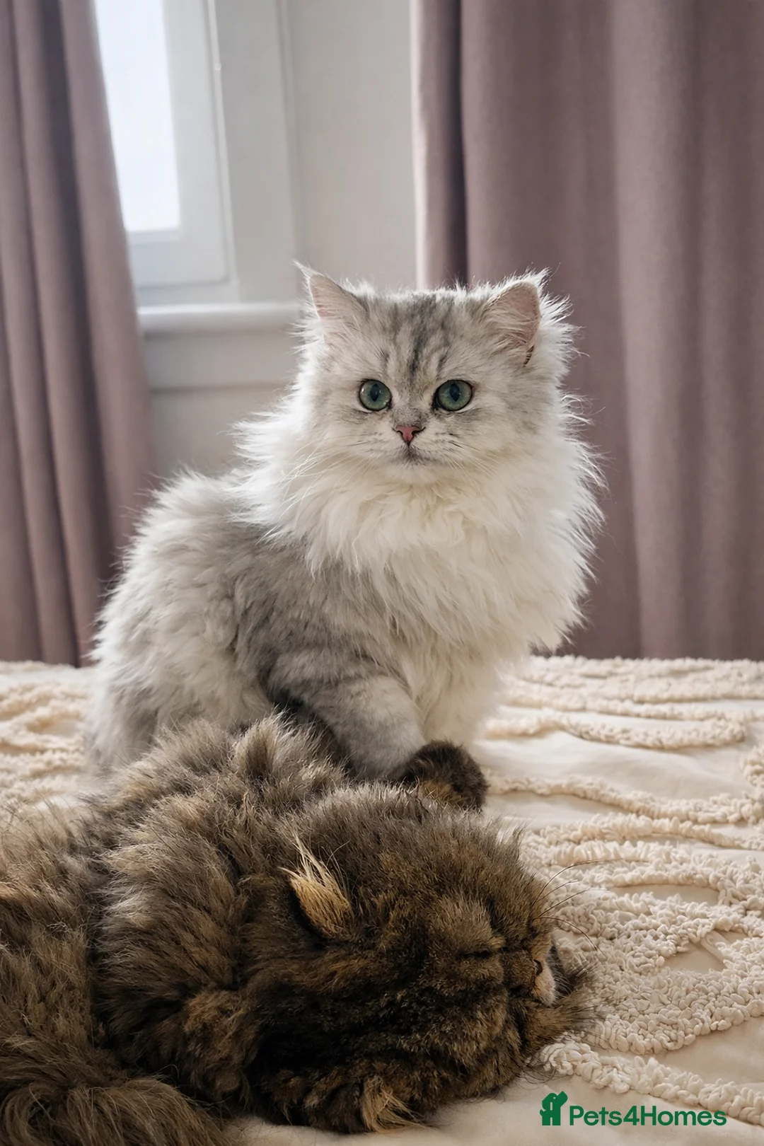 Mixed Breed cats for sale: Beautiful Persian x Ragdoll Kittens - Advert 1