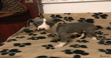 Whippet dogs Blue boys  - Advert 4