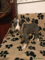 Whippet dogs Blue boys - Advert 5