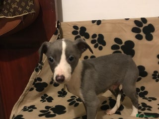 Whippet dogs Blue boys - Advert 1