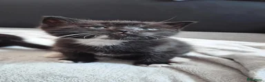 Whisker
