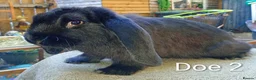 French Lop rabbits for sale: French lop  - Advert 5