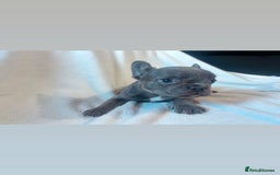 French Bulldog dogs for sale: French bulldogs , one fluffy (like his mum)  - Image 22