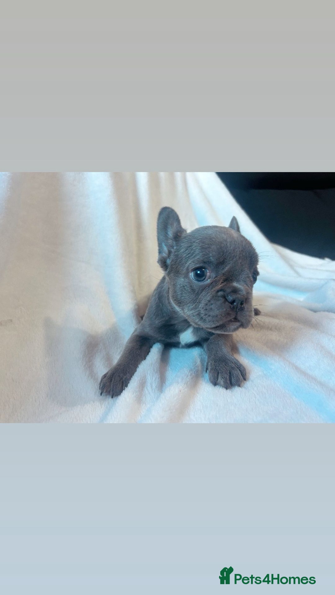 French Bulldog dogs for sale: French bulldogs , one fluffy (like his mum)  - Image 22