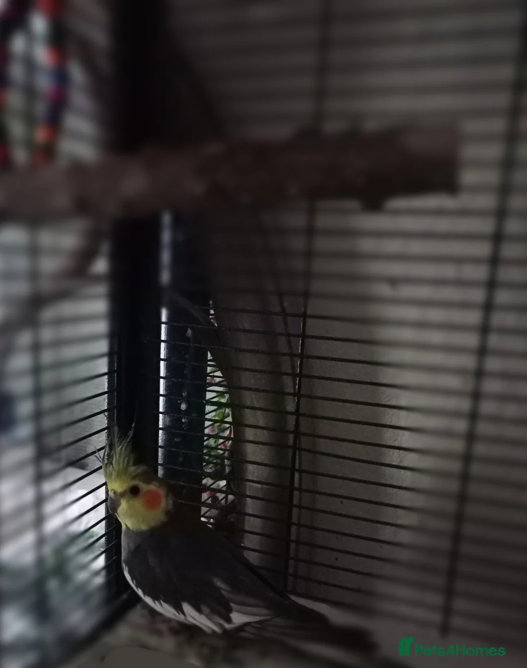 Cockatiels birds for sale: Cockatiel with cage, toys and food. - Advert 2