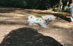 Maltipoo dogs for sale: Maltipoo  - Image 2