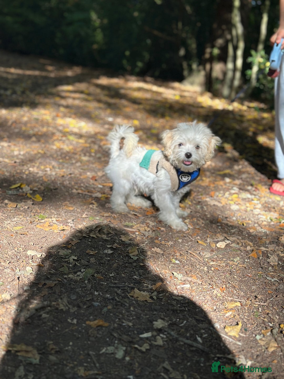 Maltipoo dogs for sale: Maltipoo  - Image 2