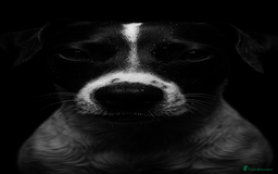 Mixed Breed dogs for sale: Eddie  - Advert 8