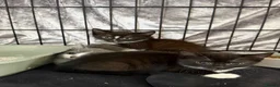 Mixed Breed cats for sale: Kittens for sale  - Advert 8