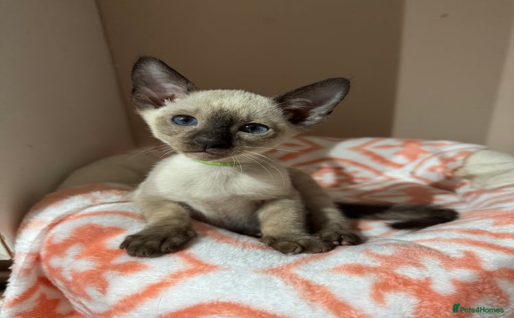 Siamese cats - Advert 1