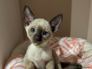 Siamese cats 1 affectionate Siamese girl available - Advert 9