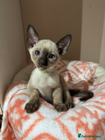 Siamese cats - Advert 1