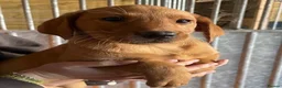 Labrador Retriever dogs for sale: Fox Red working Labrador puppies in Tamworth - Advert 3