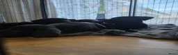 Mixed Breed dogs for sale: Labrastaff/Staffador - Advert 13