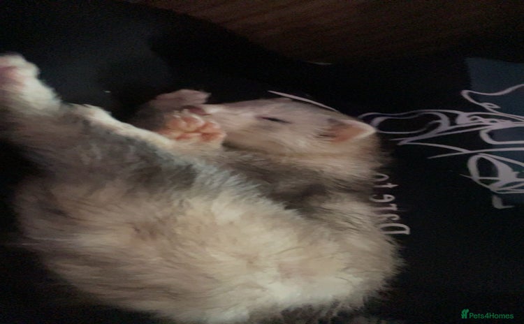 Ferret rodents - Advert 1
