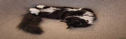 Mixed Breed cats for sale: Neutered Male Tuxedo Cat – Ready for New Home - Advert 2