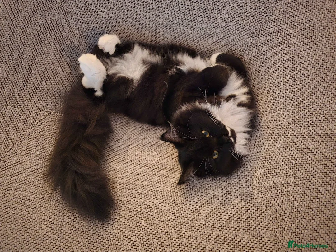 Mixed Breed cats for sale: Neutered Male Tuxedo Cat – Ready for New Home - Advert 2