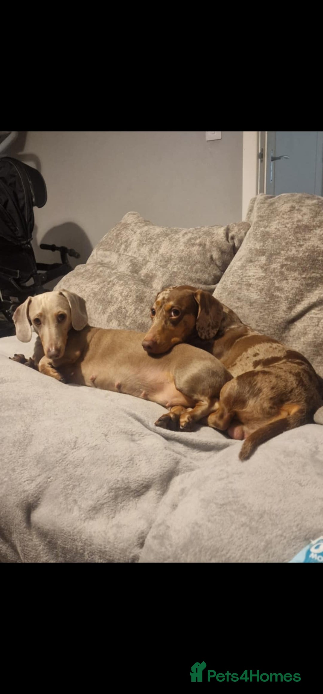 Miniature Dachshund dogs for sale: Minature short haired dachshund  - Image 13