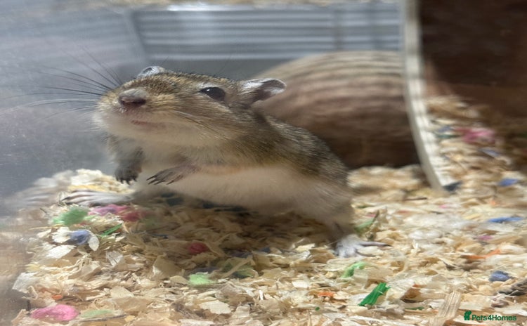 Gerbil rodents - Advert 3