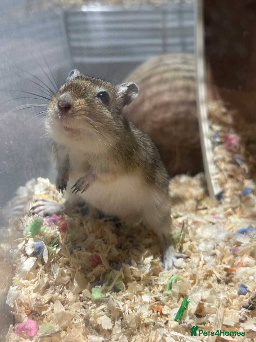 Gerbil rodents for sale: Two male gerbils to be rehomed asap - Image 1
