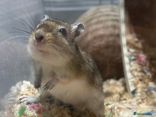 Gerbil rodents for sale - Advert 1