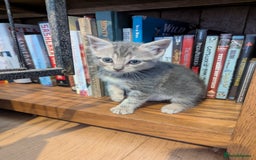 Mixed Breed cats for sale: Beautiful Kittens Ready to Go 4th August - Image 5