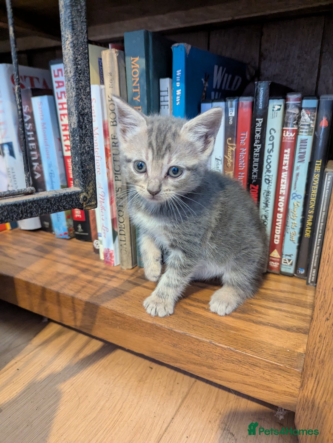 Mixed Breed cats for sale: Beautiful Kittens Ready to Go 4th August - Image 5