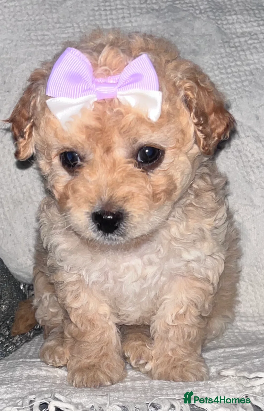 Maltipoo dogs for sale: Lovely red toy Maltipoo - Advert 1