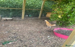 Chickens poultry for sale: Three lovely ladies  - Image 6