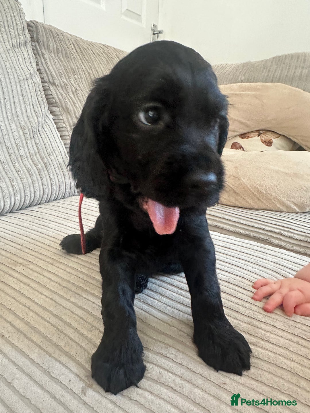 Cocker Spaniel dogs for sale: Beautiful Cocker Spaniel Puppies - Image 29