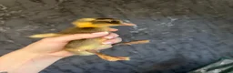 Peafowl poultry for sale: Indian runner ducklings - rolling advert  - Advert 4