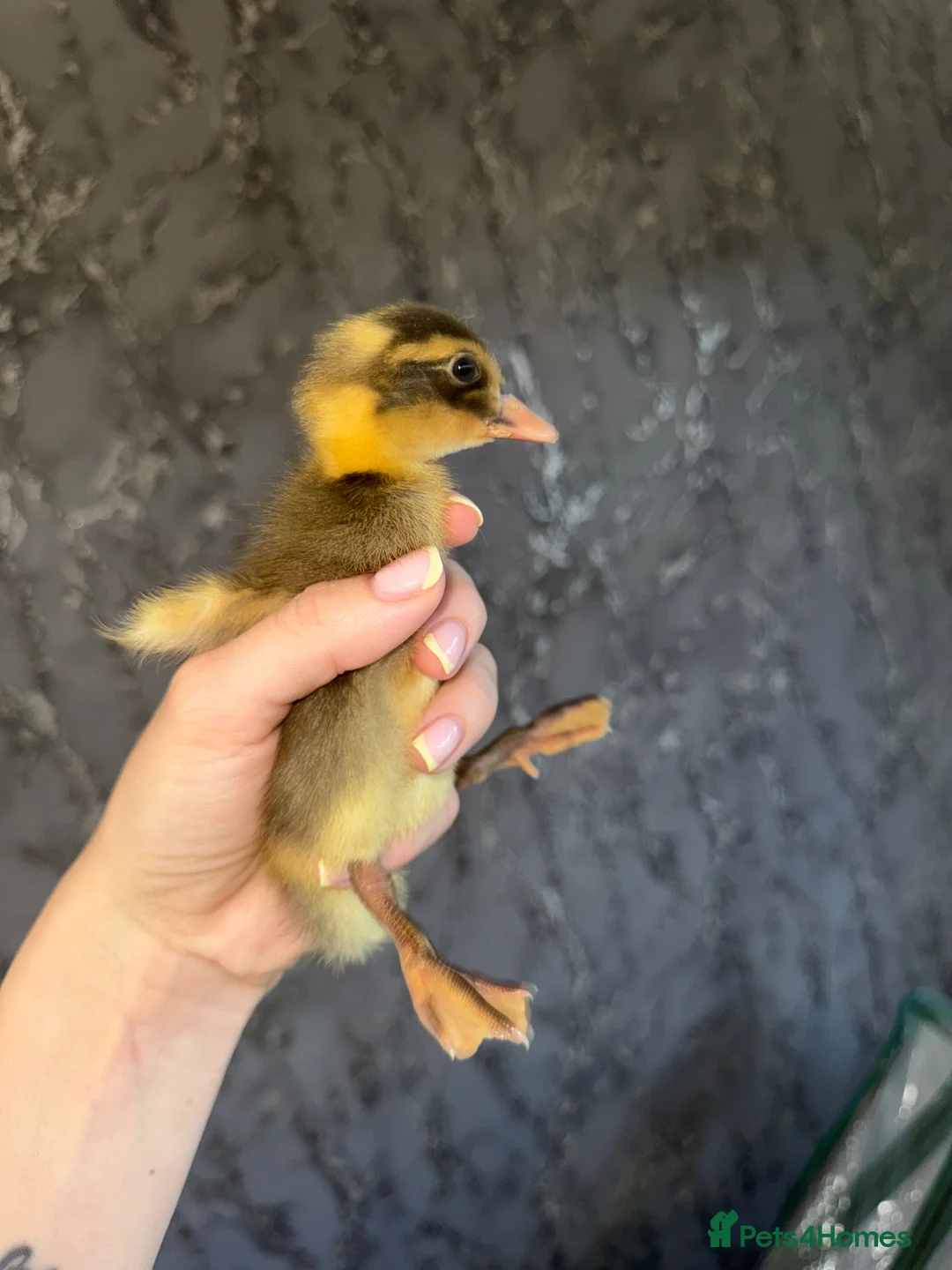 Peafowl poultry for sale: Indian runner ducklings - rolling advert  - Advert 4