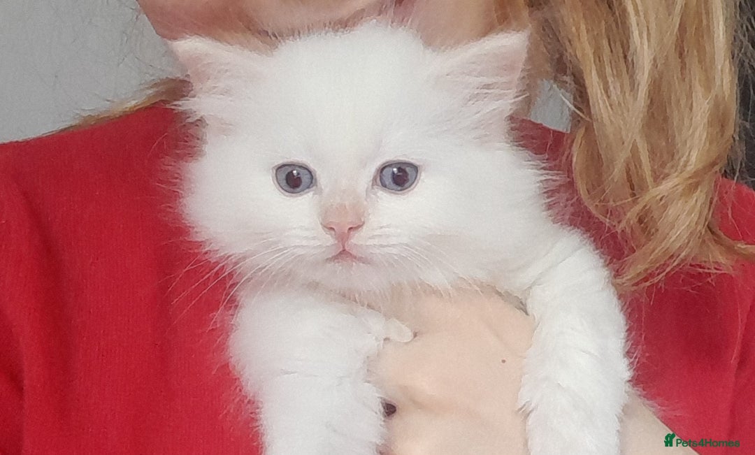 Ragdoll cats for sale: Flame point ragdoll boy for sale - Image 1