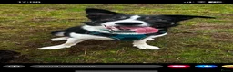 Border Collie dogs for sale: Rex in need of a new family  - Advert 6