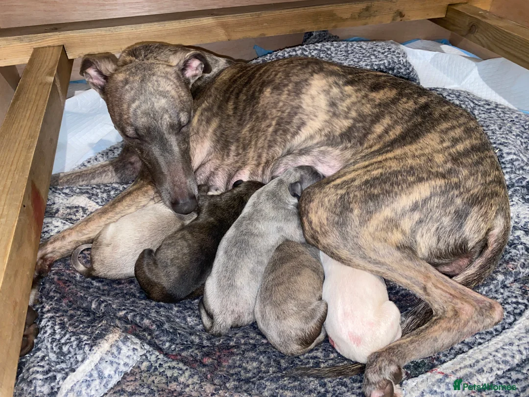 Whippet dogs for sale: Whippet pups  - Advert 5
