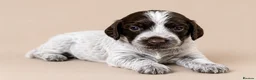 Cocker Spaniel dogs for sale: Beautiful Cocker Spaniel Puppies - Advert 12