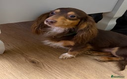 Miniature Dachshund dogs for sale: Pedigree long-haired miniature Dutch hounds - Image 5