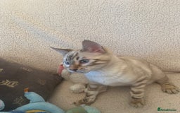 Bengal cats for sale: OUTSTANDING TICA reg BENGAL KITTENS - Advert 9
