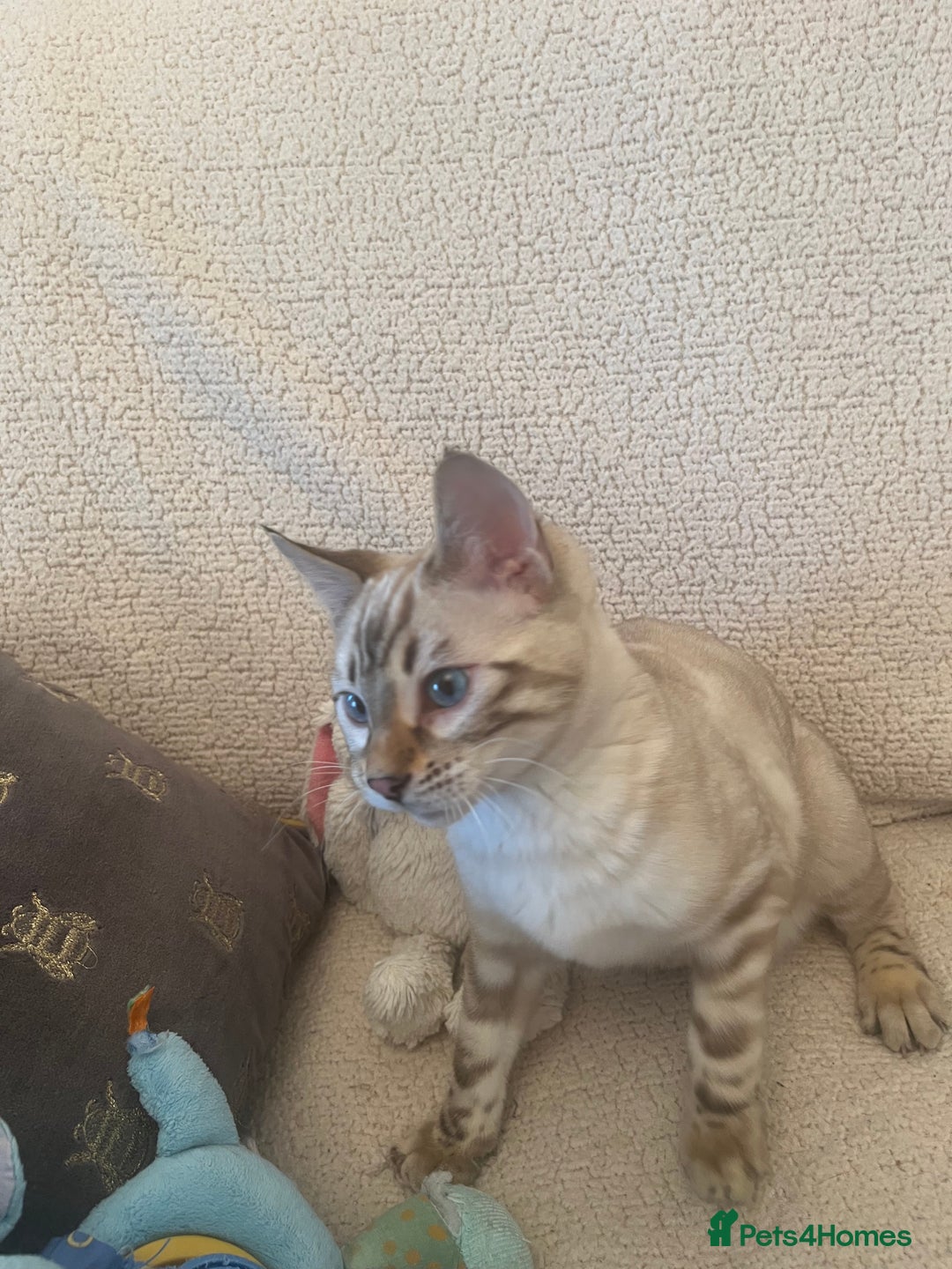 Bengal cats for sale: OUTSTANDING TICA reg BENGAL KITTENS - Advert 9