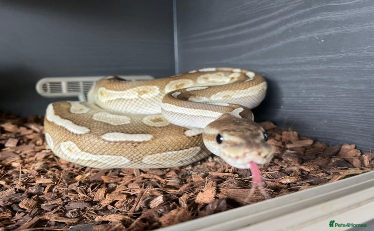 Python Snake reptiles - Advert 1