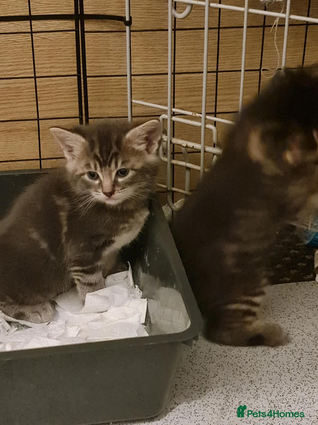 Mixed Breed cats for sale: Mixed with main coon, bengal and tabby  - Advert 7