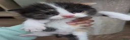 Mixed Breed cats for sale: 🐱 Bshxpersian cute kittens 🥰 - Advert 31