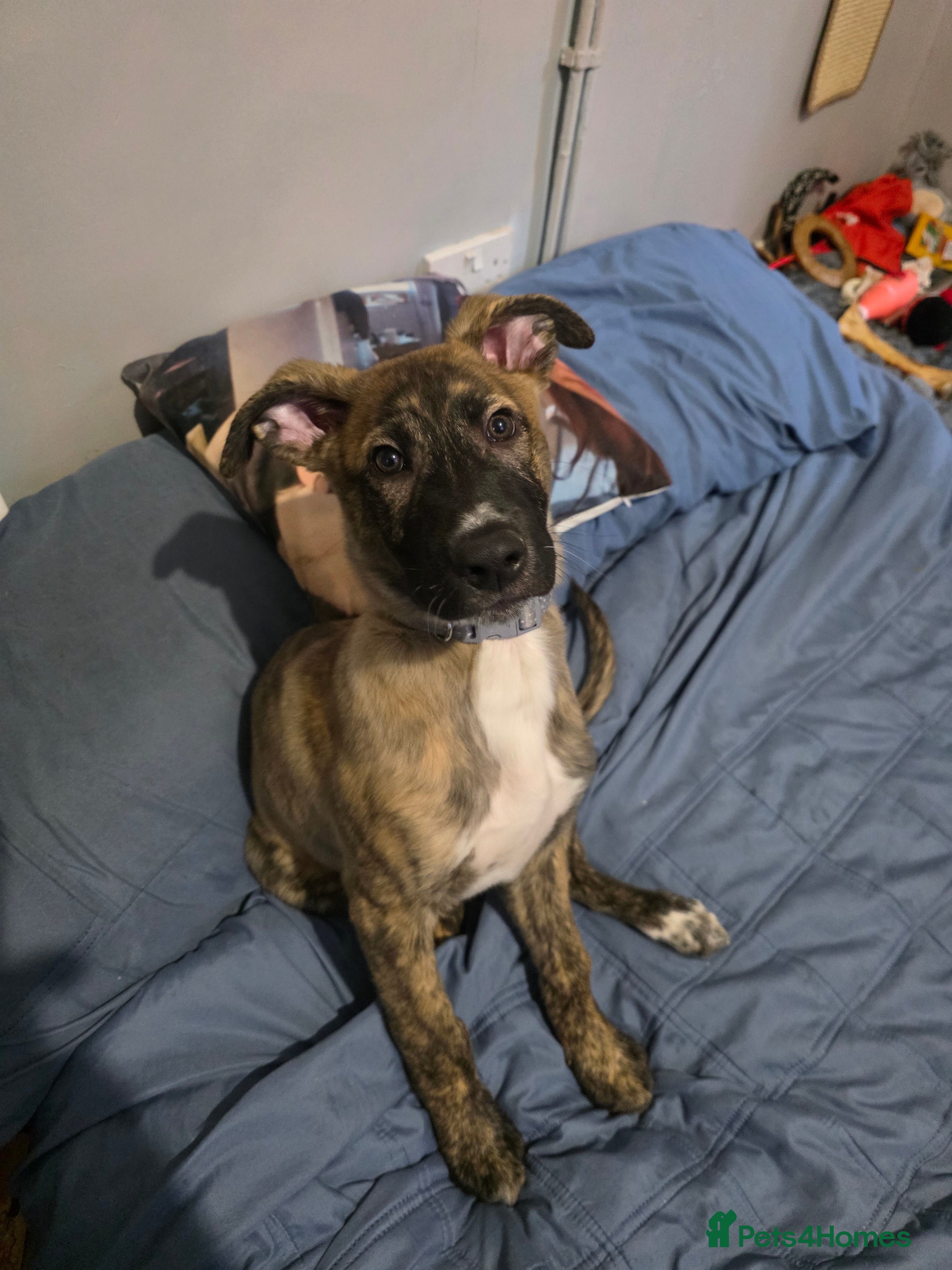 Mixed Breed dogs Puppy needing rehoming - Advert 1