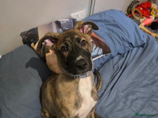 Mixed Breed dogs Puppy needing rehoming - Advert 1