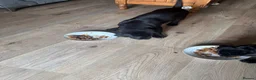 Mixed Breed dogs for sale: Shar pai x cockers  in Tewkesbury - Advert 4