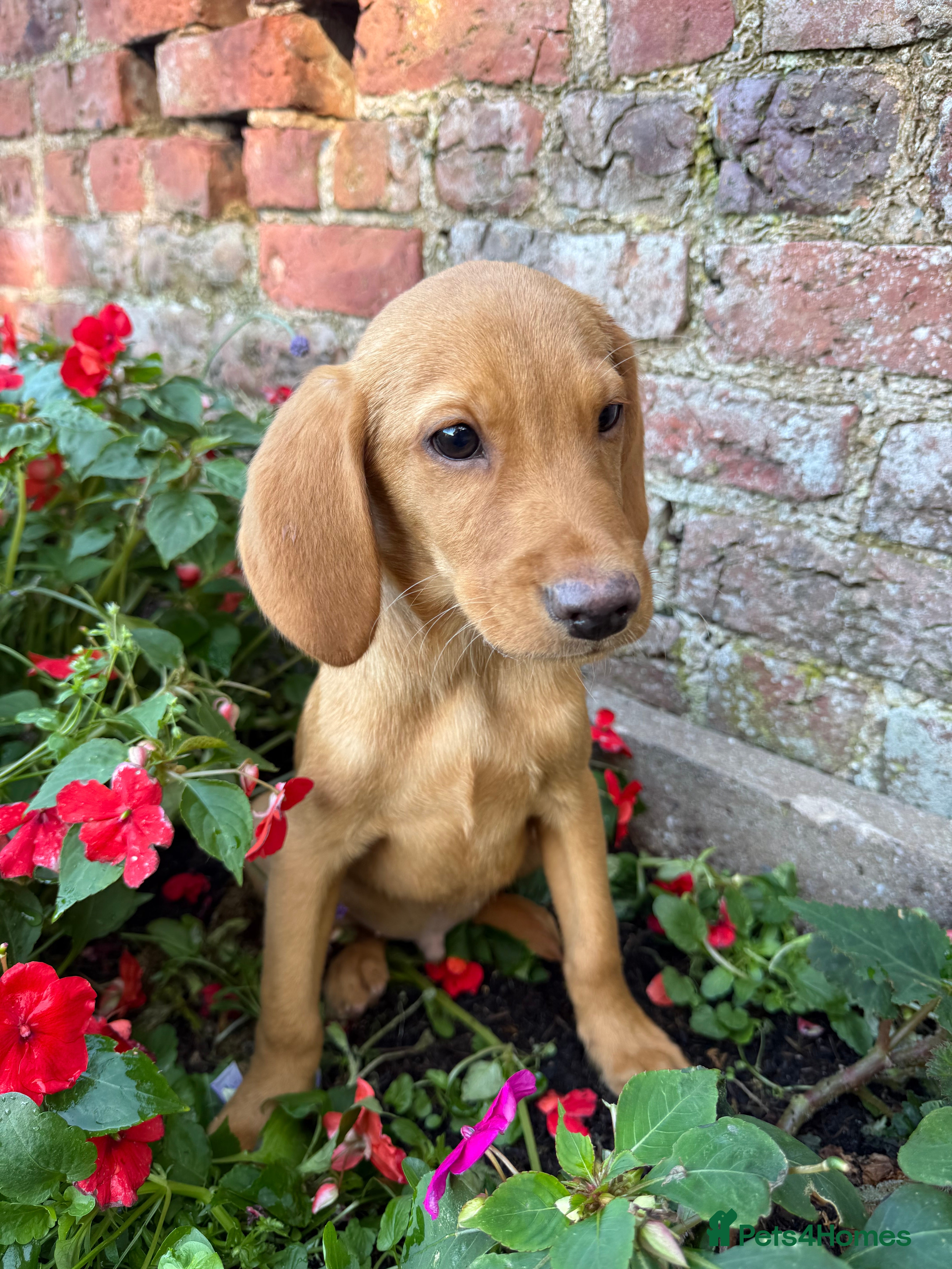 Labrador Retriever dogs MALE Fox red & Yellow Labrador Puppies  - Advert 2