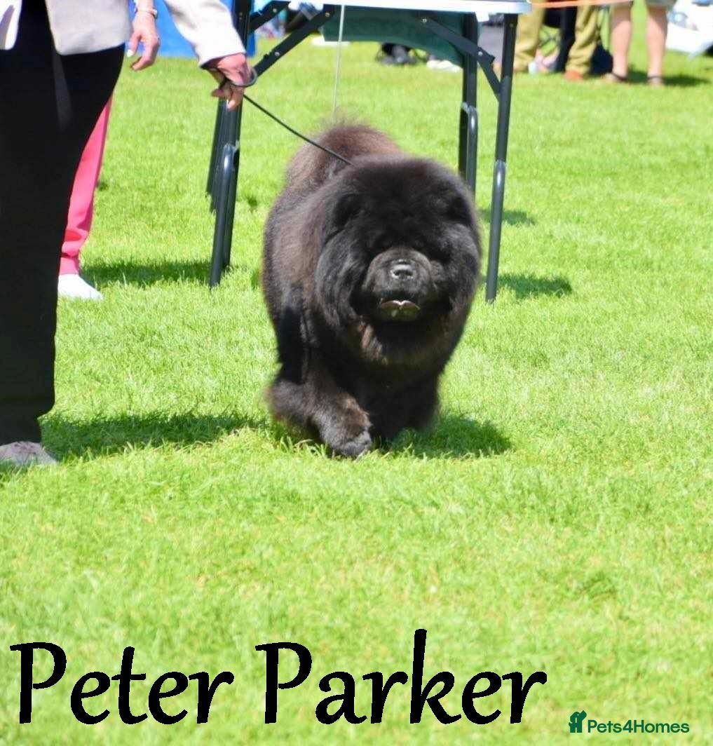 Chow Chow dogs kc reg..proven..carries blue and chocolate in Wingate - Advert 18