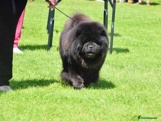 Chow Chow dogs kc reg..proven..carries blue and chocolate in Wingate - Advert 5